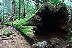 Fallen Swamp Gum