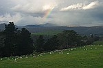 Rainbow over Grazing Sheep